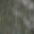 Load and play video in Gallery viewer, Morning Rain
