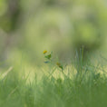 Load and play video in Gallery viewer, Spring Discovery Box

